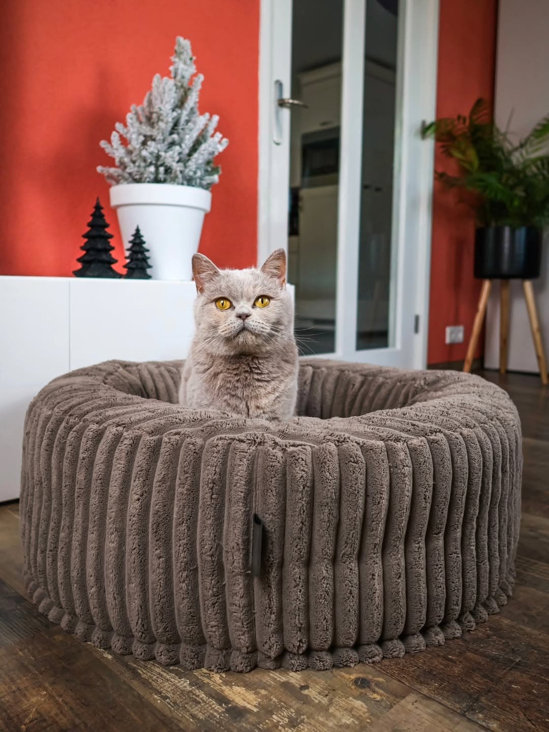 Katten in onze cattery genieten van hun nieuwe mand van Petty's